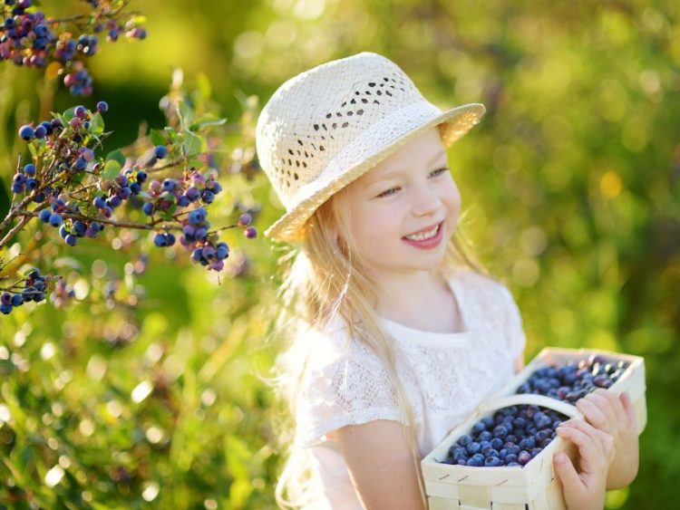 Blueberries (μύρτιλα) και παιδιά: Οφέλη, διατροφική αξία και συνταγές