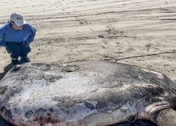Όρεγκον: Γιγαντιαίο θαλάσσιο πλάσμα ξεβράστηκε σε παραλία – Έχει μήκος 2 μέτρων και ζυγίζει 45 κιλά