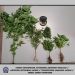 Άλλες 9 συλλήψεις για ναρκωτικά στη Θεσσαλία, μια εξ αυτών στα Τρίκαλα