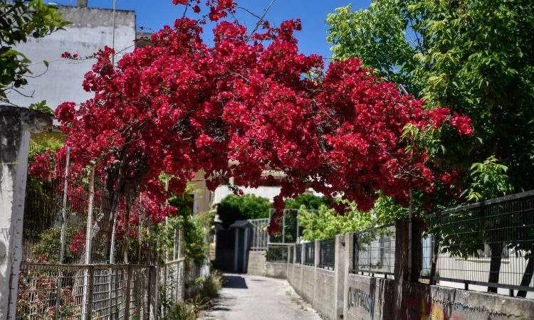 Η Πρέβεζα «έκλεψε» τις εντυπώσεις σε Σερβία, Ολλανδία, Τουρκία, Γερμανία και Ηνωμένα Αραβικά Εμιράτα