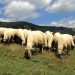 Θεσσαλία: Πώς θα προστατέψουν οι κτηνοτρόφοι το ζωικό κεφάλαιο από φυσικές καταστροφές