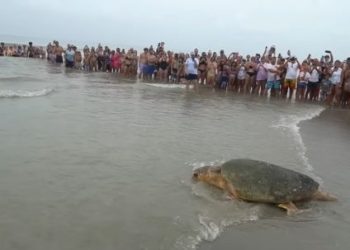 Ο Μπούμπα, μία θαλάσσια χελώνα 170 κιλών, επέστρεψε στον Ατλαντικό Ωκεανό