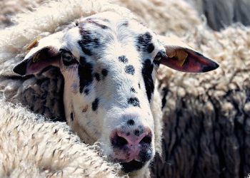 Συναγερμό στις Κτηνιατρικές Αρχές του νομού μετά από κρούσμα Πανώλης σε αιγοπρόβατα στην Καλαμπάκα