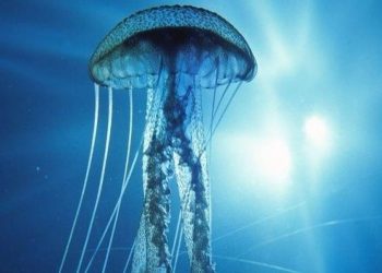 Πρώτες Βοήθειες: Τι να κάνετε αν σας τσιμπήσει μέδουσα – Πότε επιβάλλεται διακομιδή στο νοσοκομείο