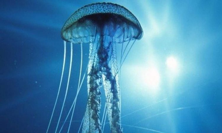 Πρώτες Βοήθειες: Τι να κάνετε αν σας τσιμπήσει μέδουσα – Πότε επιβάλλεται διακομιδή στο νοσοκομείο