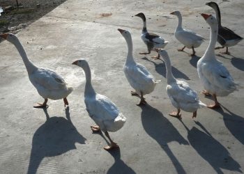 ΕΟΔΥ: Σε ετοιμότητα για κρούσματα της γρίπης των πτηνών Η5Ν1 σε ανθρώπους