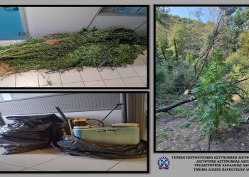Αστυνομική επιχείρηση για την εκρίζωση 113 δενδρυλλίων κάνναβης έως 3,5 μέτρων (ΦΩΤΟ – ΒΙΝΤΕΟ)