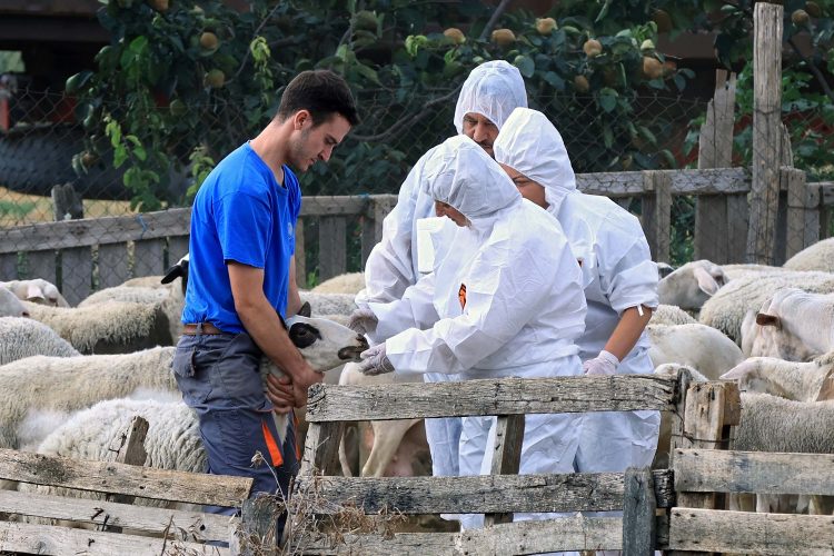 Απονομή τιμητικών πλακετών στους κτηνιάτρους για την προσφορά τους στη μάχη κατά της πανώλης των μηρυκαστικών
