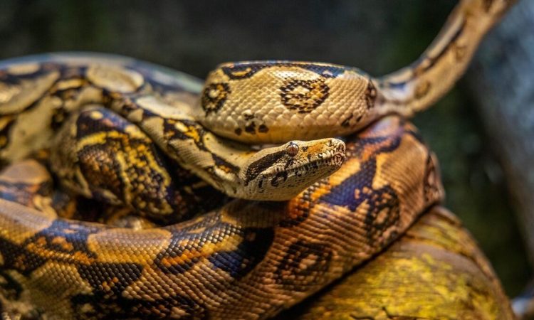 Ινδονησία: Νεκρή εντοπίστηκε 36χρονη μέσα στο στομάχι πύθωνα (video)