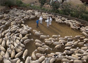 Απονομή τιμητικών πλακετών στους κτηνιάτρους για την προσφορά τους στη μάχη κατά της πανώλης των μηρυκαστικών