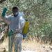 Περιφέρεια Θεσσαλίας: Διενέργεια γενικού δολωματικού ψεκασμού στους Δήμους Τεμπών και Ελασσόνας