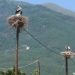 Θρακικό Σερρών: Το χωριό που οι πελαργοί είναι περισσότεροι από τους κατοίκους