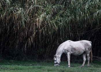 Σαντορίνη: Έδεσαν άλογο και το άφησαν να πεθάνει από τη δίψα