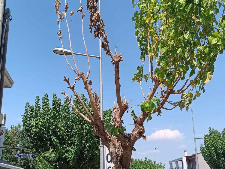 Αμεσα μέτρα από τον Δήμο Τρικκαίων για το «σκαθάρι της μουριάς»
