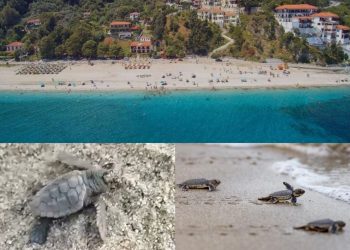 Γεννητούρια στην παραλία Παπά Νερό – Δεκάδες μικρές θαλάσσιες χελώνες βούτηξαν στο Αιγαίο για το ταξίδι της ζωής τους
