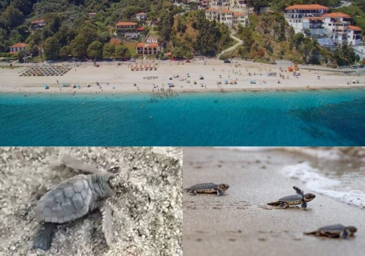 Γεννητούρια στην παραλία Παπά Νερό – Δεκάδες μικρές θαλάσσιες χελώνες βούτηξαν στο Αιγαίο για το ταξίδι της ζωής τους