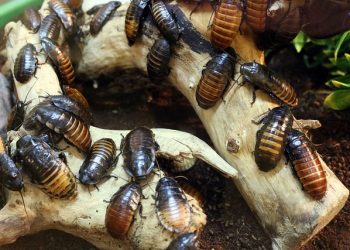 4 φυσικοί τρόποι να απαλλαγείτε από τις κατσαρίδες