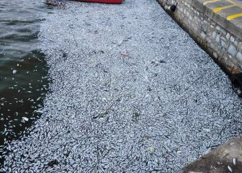 Απόκοσμες εικόνες στον Βόλο από τα χιλιάδες νεκρά ψάρια που ξεβράζονται στη θάλασσα