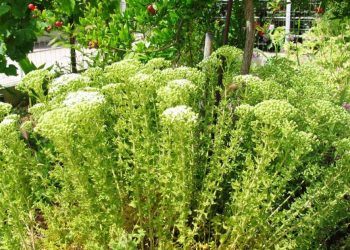 Γιορτή Ρίγανης στο Βυτουμά Καλαμπάκας