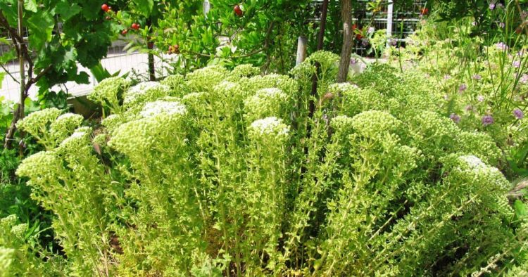 Γιορτή Ρίγανης στο Βυτουμά Καλαμπάκας