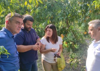 Πρωτοβουλίες της Περιφέρειας για το φαινόμενο της παραμόρφωσης σε καρπούς ροδάκινων