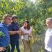Πρωτοβουλίες της Περιφέρειας για το φαινόμενο της παραμόρφωσης σε καρπούς ροδάκινων