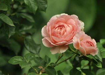 5 σωτήρια tips για να διατηρήσεις τα φυτά σου υγιή ακόμα κι όταν λείπεις πολλές μέρες από το σπίτι