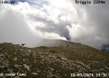 Τετράποδοι εκδρομείς στα 2204 μ. στην Τριγγία στον Ασπροπόταμο!!!