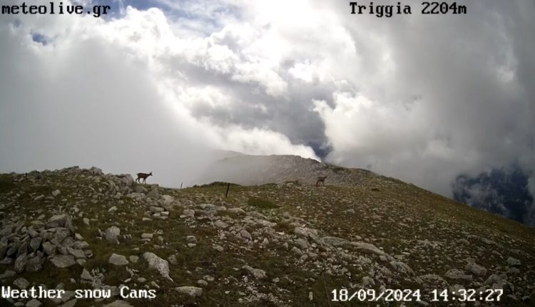 Τετράποδοι εκδρομείς στα 2204 μ. στην Τριγγία στον Ασπροπόταμο!!!
