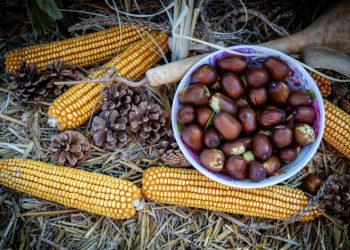 Τζίτζιφα: Τα ξεχασμένα φρούτα με τα θαυματουργά οφέλη