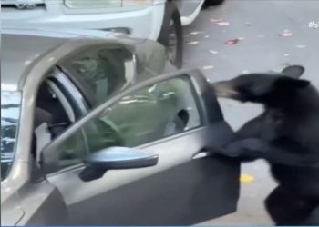 Καφέ αρκούδα που ήθελε να γίνει οδηγός… «κλέβει» αυτοκίνητο – Απίστευτο βίντεο