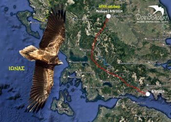 Ο νεαρός Ασπροπάρης “Ίωνας” άφησε τη φωλιά του στα Μετέωρα και πέταξε προς τον Νότο!