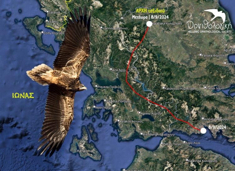 Ο νεαρός Ασπροπάρης “Ίωνας” άφησε τη φωλιά του στα Μετέωρα και πέταξε προς τον Νότο!