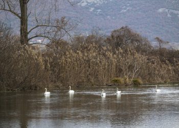 Η «λίμνη των Κύκνων» ζωντανεύει στην Έδεσσα