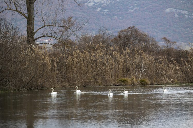 Η «λίμνη των Κύκνων» ζωντανεύει στην Έδεσσα