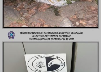 Εντοπίστηκαν άνω των -12,5- κιλών ακατέργαστης κάνναβης σε δασική περιοχή
