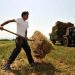 ΟΠΕΚΕΠΕ: Πότε πιστώνονται οι προκαταβολές της Ενιαίας Ενίσχυσης