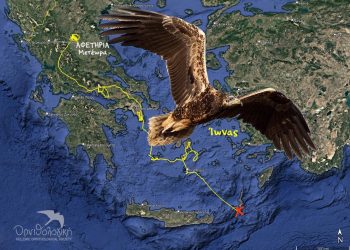 Χάθηκε το σήμα του Ασπροπάρη “Ίωνα” που γεννήθηκε στα Μετέωρα