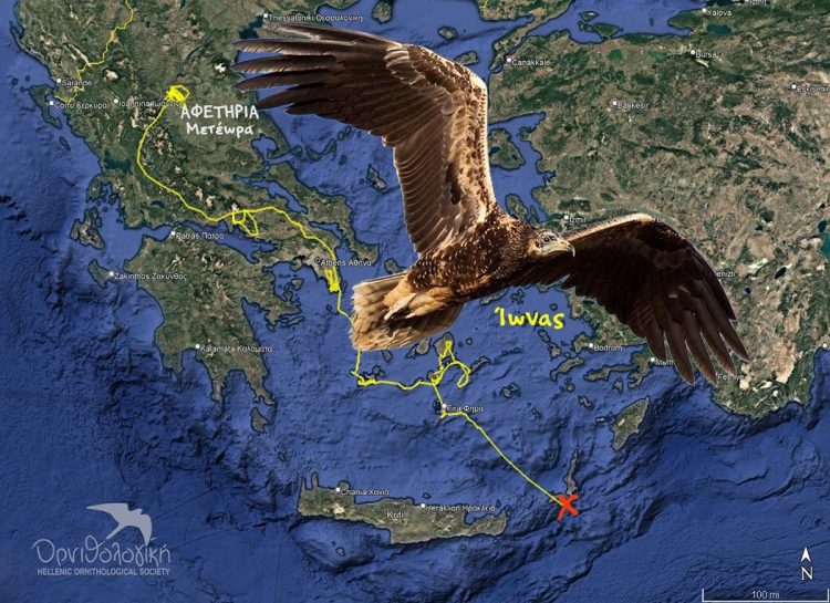 Χάθηκε το σήμα του Ασπροπάρη “Ίωνα” που γεννήθηκε στα Μετέωρα
