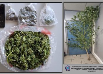 Χειροπέδες σε άνδρα για κατοχή δενδρυλλίου 3 περίπου μέτρων και ποσότητα κάνναβης