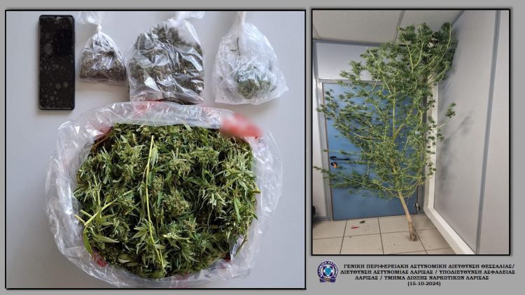 Χειροπέδες σε άνδρα για κατοχή δενδρυλλίου 3 περίπου μέτρων και ποσότητα κάνναβης