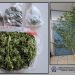 Χειροπέδες σε άνδρα για κατοχή δενδρυλλίου 3 περίπου μέτρων και ποσότητα κάνναβης