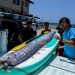 «Προάγγελος της καταστροφής»: Επανεμφανίστηκε το ψάρι «προμήνυμα» μεγάλων σεισμών