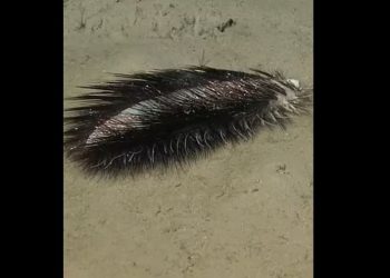 Αλλόκοτο πλάσμα ανακαλύφθηκε στη συμβολή τριών τεκτονικών πλακών στον Ειρηνικό Ωκεανό