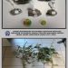Καλλιεργούσε δενδρύλλια κάνναβης στην αυλή του σπιτιού του