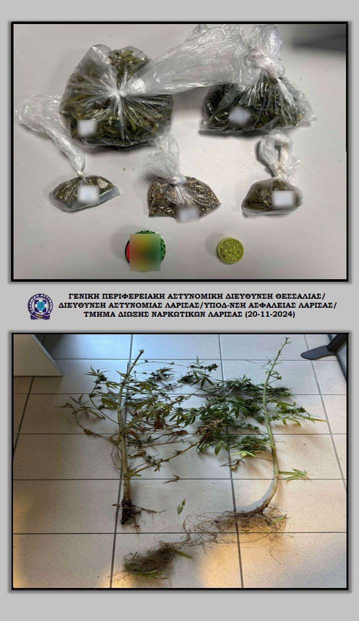 Καλλιεργούσε δενδρύλλια κάνναβης στην αυλή του σπιτιού του