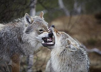 Κατέβηκαν λύκοι στο κέντρο της Οιχαλίας