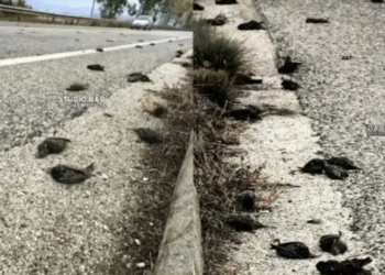 Σε συναγερμό πασίγνωστη μεγάλη πόλη της Ελλάδας – «Βρέχει» νεκρά πουλιά, απόκοσμες εικόνες και σκηνές αποκάλυψης