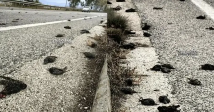 Σε συναγερμό πασίγνωστη μεγάλη πόλη της Ελλάδας – «Βρέχει» νεκρά πουλιά, απόκοσμες εικόνες και σκηνές αποκάλυψης