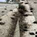 Σε συναγερμό πασίγνωστη μεγάλη πόλη της Ελλάδας – «Βρέχει» νεκρά πουλιά, απόκοσμες εικόνες και σκηνές αποκάλυψης